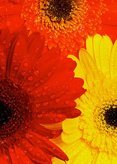 Image showing Gerbera Flowers Background
