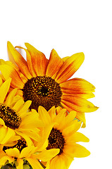 Image showing Beautiful Sunflowers