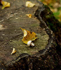 Image showing Mushroom on Tree Stump