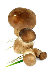 Image showing Boletus Mushrooms
