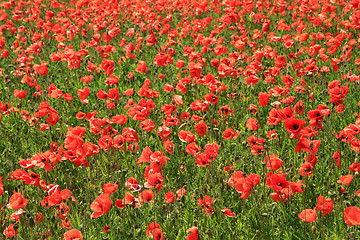 Image showing poppy flowers field