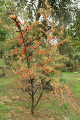 Image showing sea buckthorn plant with fruits