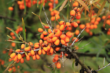 Image showing sea buckthorn plant with fruits