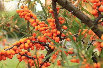 Image showing sea buckthorn plant with fruits