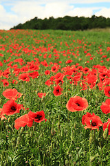 Image showing poppy flowers field