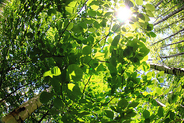 Image showing spring green czech forest