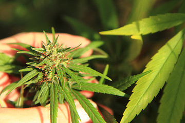 Image showing marijuana plant