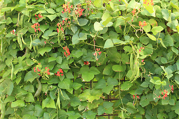 Image showing beans plants flowers\r\n