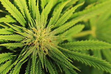 Image showing marijuana plant