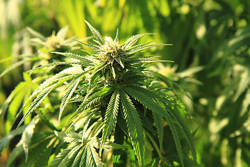 Image showing marijuana plant