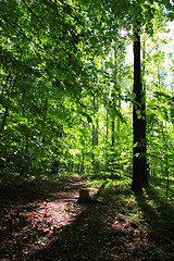 Image showing spring green czech forest