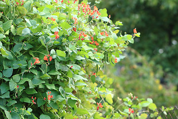 Image showing beans plants flowers\r\n