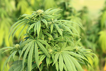 Image showing marijuana plant