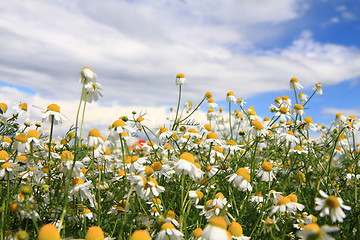 Image showing chamomile field 