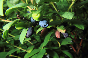 Image showing honeysuckle plant with blue fruits