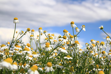 Image showing chamomile field 