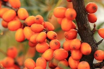 Image showing sea buckthorn plant with fruits