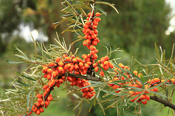 Image showing sea buckthorn plant with fruits