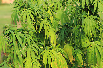 Image showing marijuana plant