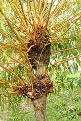Image showing detail of czech willow tree