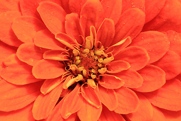 Image showing red flower detail