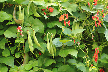 Image showing beans plants flowers\r\n