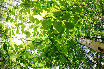 Image showing spring green czech forest