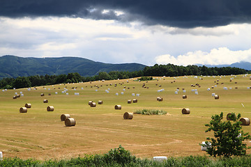 Image showing czech corn field in the summer