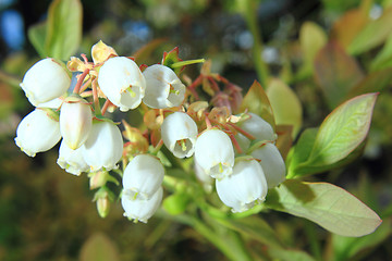 Image showing blueberries flowers