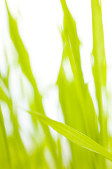 Image showing Barley abstract