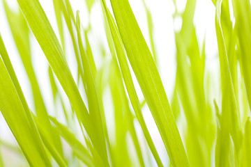 Image showing Barley abstract