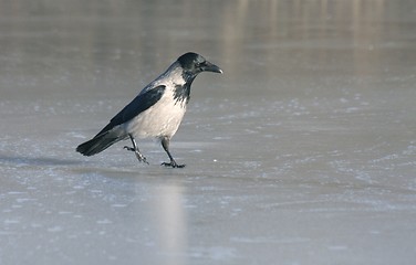 Image showing Hooded Crow