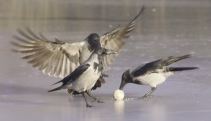 Image showing Hooded Crow