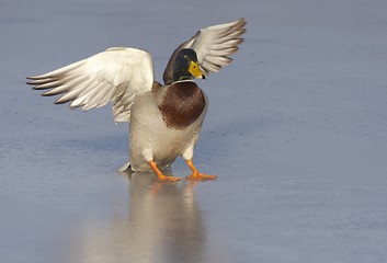 Image showing Mallard on the ice.