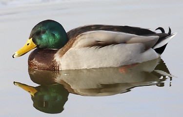 Image showing Mallard in the water