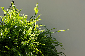 Image showing boston fern outside