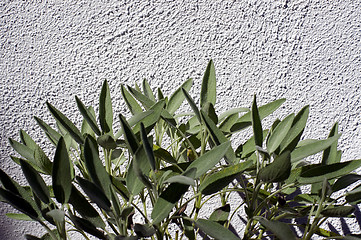 Image showing garden sage against wall in sunshine