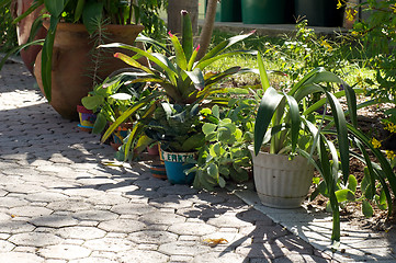 Image showing various container plants outside