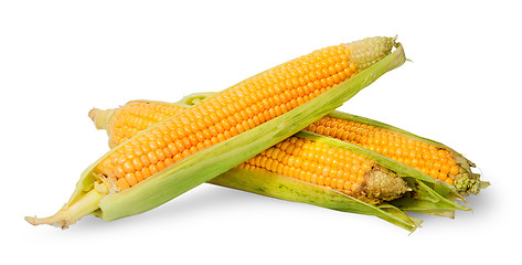 Image showing Several ripe cobs of corn partially peeled