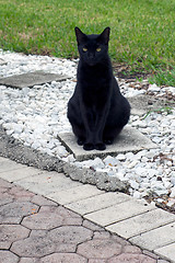 Image showing havana brown cat sitting outside