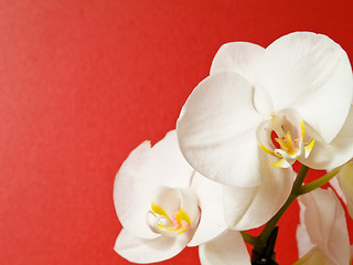 Image showing Phalaenopsis