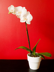 Image showing Phalaenopsis