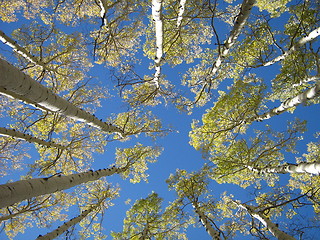 Image showing Aspen Trees