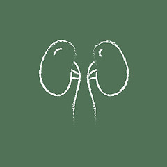 Image showing Kidney icon drawn in chalk.