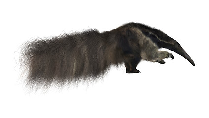 Image showing Giant Anteater