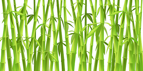 Image showing chinese bamboo trees