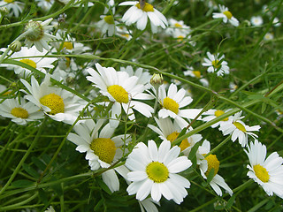 Image showing camomile field
