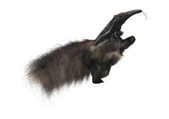 Image showing Giant Anteater