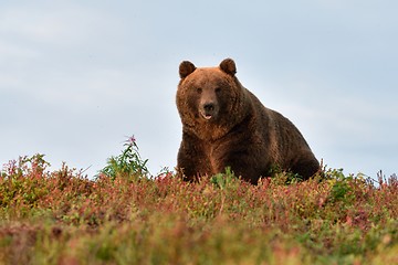 Image showing big male bear on the hill with blue sky