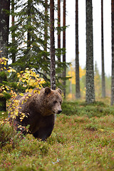 Image showing brown bear in the forest at autumn